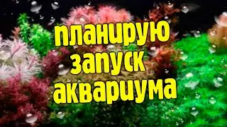 Планирую опять запустить аквариум