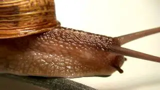 Snail (Gastropoda) - Macro HD