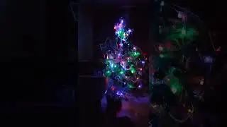 С Новым годом!! #мейнкунпитомник#мейнкун