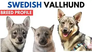 Swedish Vallhund Breed Profile History - Price - Traits - Västgötaspets Grooming Needs - Lifespan
