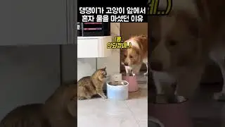 "도대체 왜 그래?".. 댕댕이가 혼자 물을 마셨던 까닭