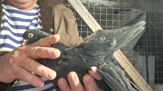 Голуби И . Т .