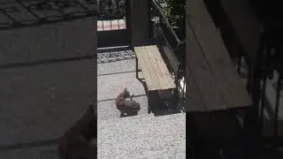 Bebeklerini her gün 1 saat dışarı çıkarıyor