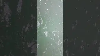 обзор хозяйства,забой барана и свиньи.