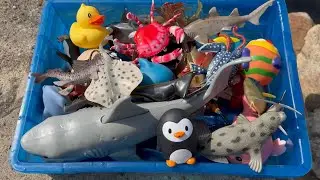 River Find Adventure! 🌊 Discovering Sea Animal Toys & Learning Names for Kids 🐬