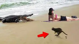 Animais Heróis Que Salvaram Vidas Humanas