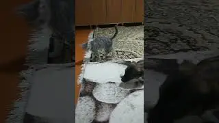 драка Собака с котёнком вольная борьба