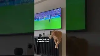Cat loves watching football ⚽️ 
