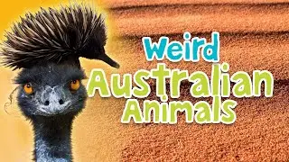 Weird Australian Animals: Habitats and Habits #weirdanimals #animals #wildlife #fascinatingfacts