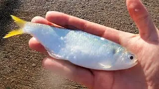 The NEXT best bait to Herrings | Anyone know were u can FIND the MASSES??😁😁