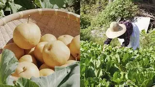 풍요로운 초가을 농촌 일상🌾🌰🥬🍐 Early autumn routine in South Korea