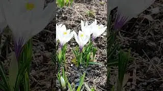 Весна