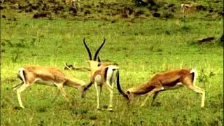 How Animals Find Love - The Wild World of Mating and Courtship