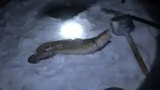 Проверка тычек на налима на реке Алдан.