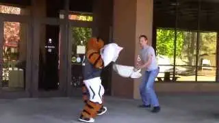 Benny The Bengal Pillow Fight Prank