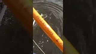 Щучка прекрасная🦈
