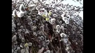 WEEPING PUSSY WILLOW 1