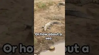 5 Shocking Moments In The River That Was Caught On Camera #2024 #caughtoncamera #shorts #viral