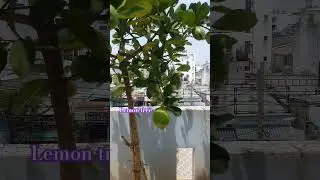how to grow lemon tree, propagate lemon tree #gardening #fruit #shortvideo #plants #flowers