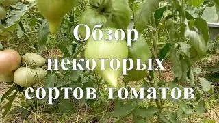 Обзор некоторых сортов томатов