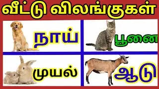 வீட்டு விலங்குகள்| பண்ணை விலங்குகள்| செல்லப்பிராணிகள்| domestic animals names in Tamil|prinit pets