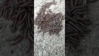 OMG