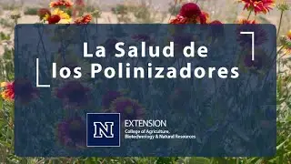 La Salud de los Insectos Polinizadores
