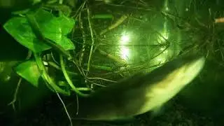 Predator sungai #gabus