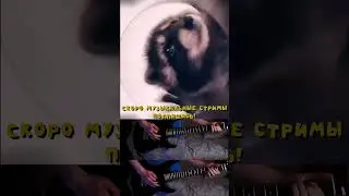 Енот-rock под Pedro pe || #rocknroll #pedro #pedropedro #енотик #shorts #short #shortvideo