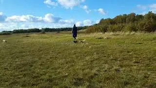 20171008 Kort Falsterbofilm