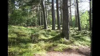Windy forest meditation relaxation video