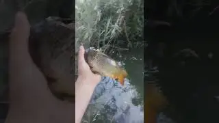 #рибалка #fishing #короп #свойпруд
