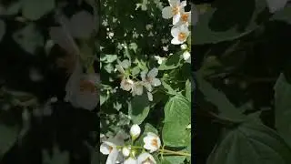 Елена Росс - Черная Смородина