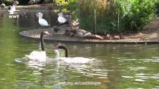 WWT Castle Espie - Black-necked Swan family