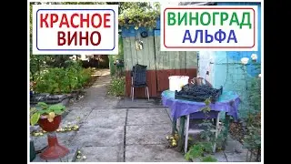 ВИНОГРАД АЛЬФА.  Давим Синий виноград на мезгу для КРАСНОГО ВИНА