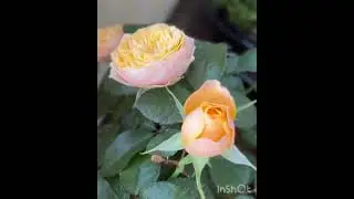 ПОСАДИЛА РОЗЫ НА БАЛКОНЕ 🌿НОВОЕ УВЛЕЧЕНИЕ ✅ ПРИНИМАЮ СОВЕТЫ💁‍♀️