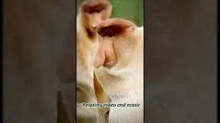 Relaxing video and music