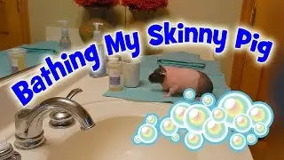 Bathing My Skinny Pig Piper