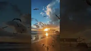 чайки налетают на пляже