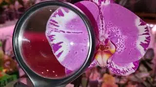 Review ORCHID DISCOUNT | THRIPS how to recognize | Phal. Singolo Victorio