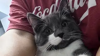 WORKOUT WITH ME AND MY CAT GORDII