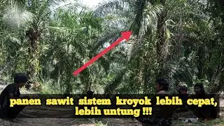 panen sawit sistem kroyok lebih cepat, lebih untung