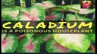 NAKAKALASON NA HALAMAN CALADIUM |GREYCHANNELZ