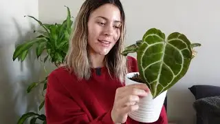 ✨Houseplant Care Vlog & Updates✨
