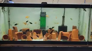 40 breeder stock tank update