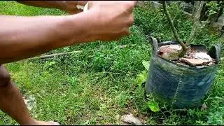 jeruk dekopon banyak air nya