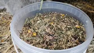 Czy młode WN śmigają już po klatce?. Poranny przegląd hodowli. Video Blog nr. 38.