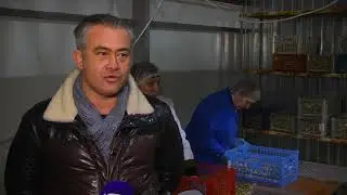 Крестьянско-фермерское хозяйство 