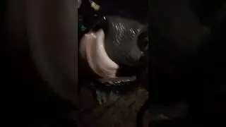 Ферма, бык Жорка