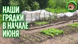 OUR ROOMS AT THE BEGINNING OF JUNE. What I have grown in the garden